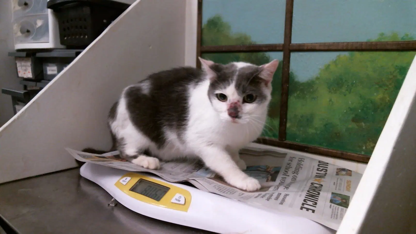 Unknown - Domestic Short Hair