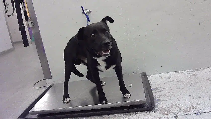 Gordo - Staffordshire Bull Terrier