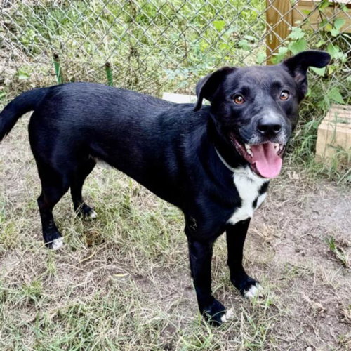 GORDO, a dog for adoption from City of Houston, Bureau of Animal Regulation and Care