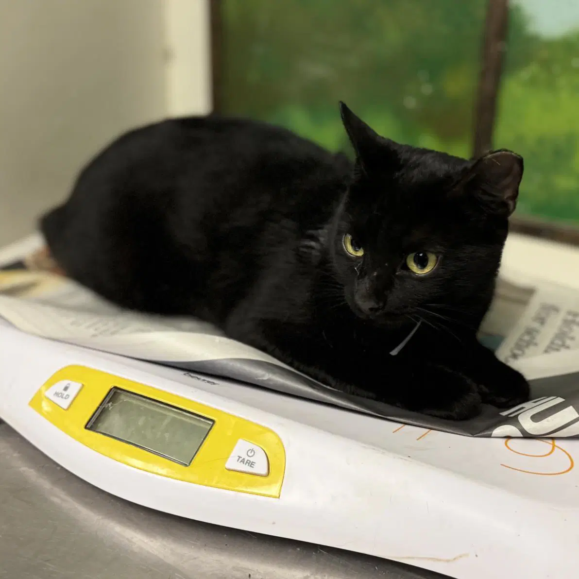 Monopoly - Domestic Short Hair