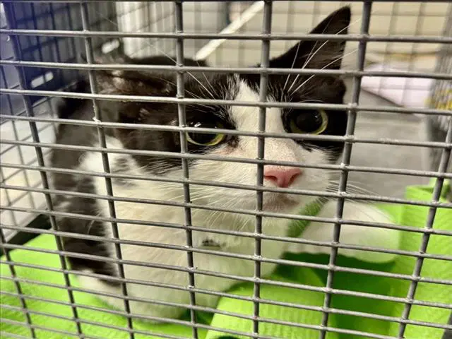 Unknown - Domestic Short Hair