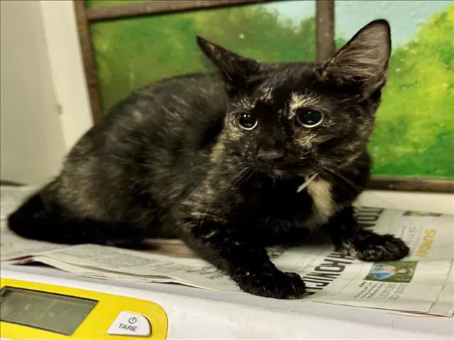 Unknown - Domestic Short Hair