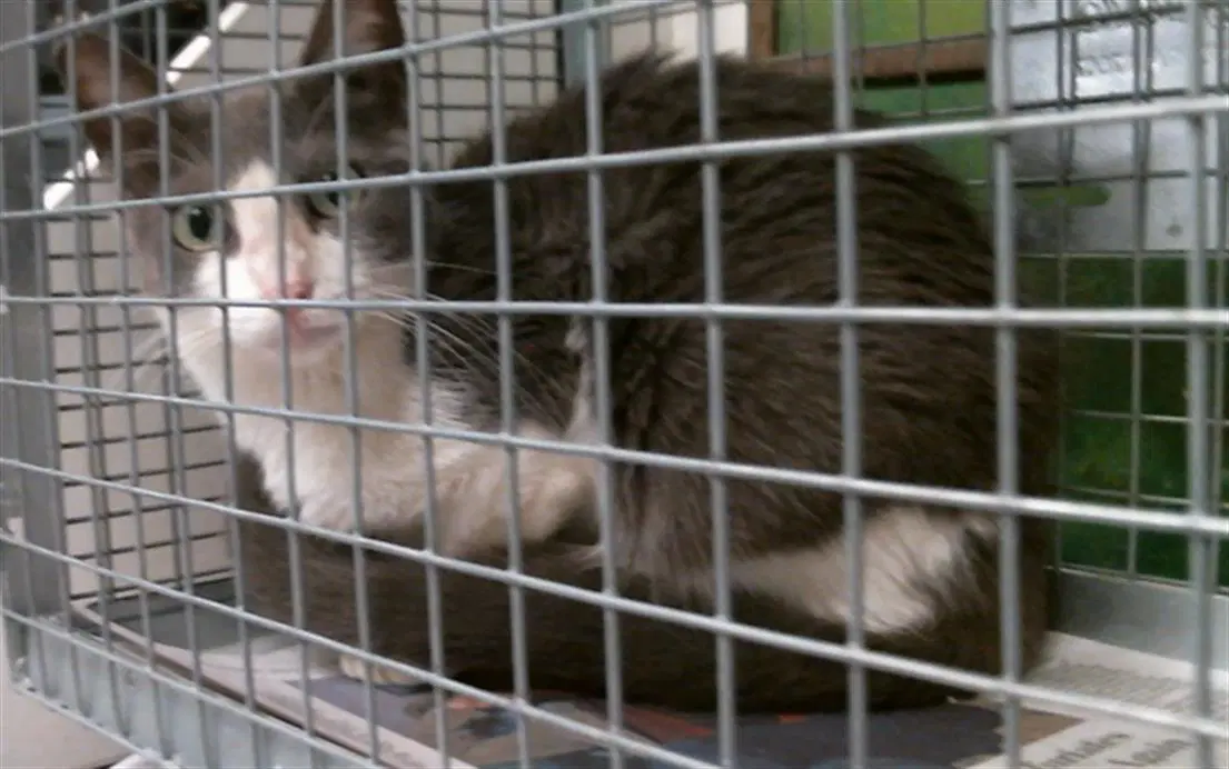 Unknown - Domestic Short Hair
