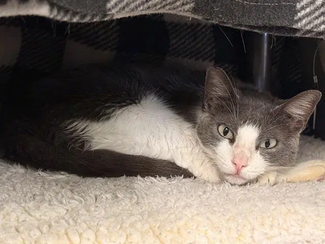 Unknown - Domestic Short Hair