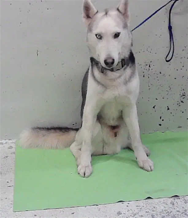Winter - Siberian Husky