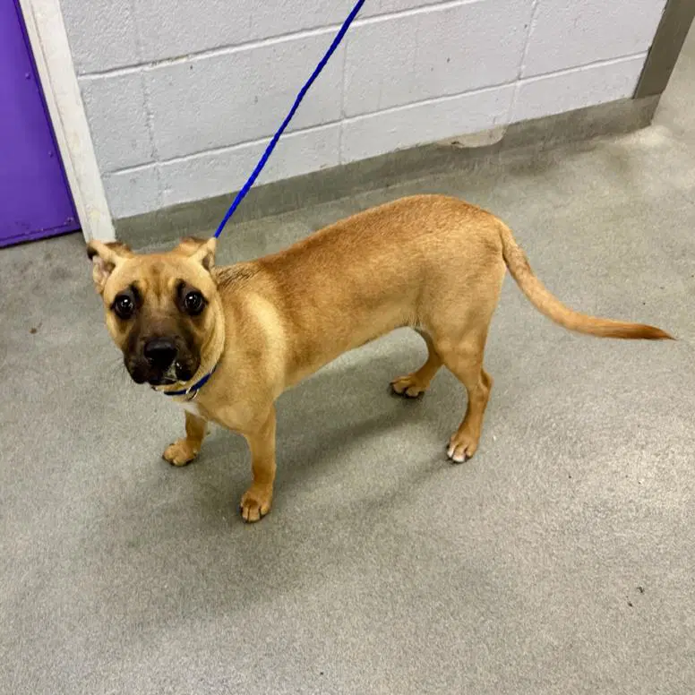 Buttercup - Labrador Retriever