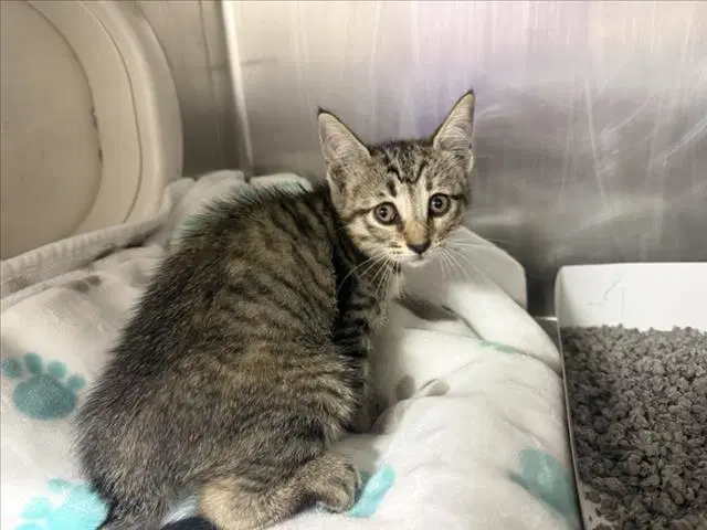 Unknown - Domestic Short Hair