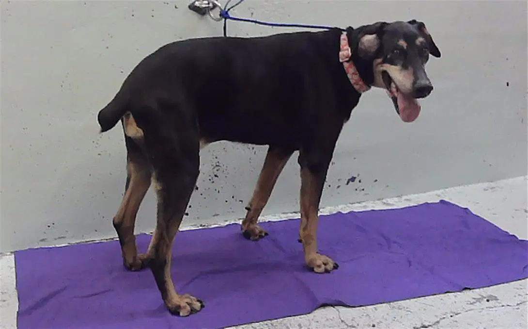 Penny - Doberman Pinscher
