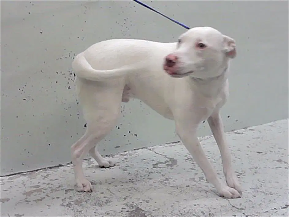 Goose - American Bulldog