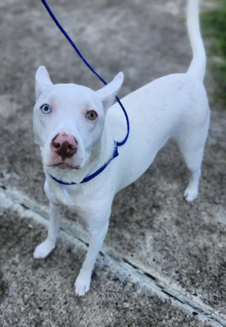 Goose - American Bulldog
