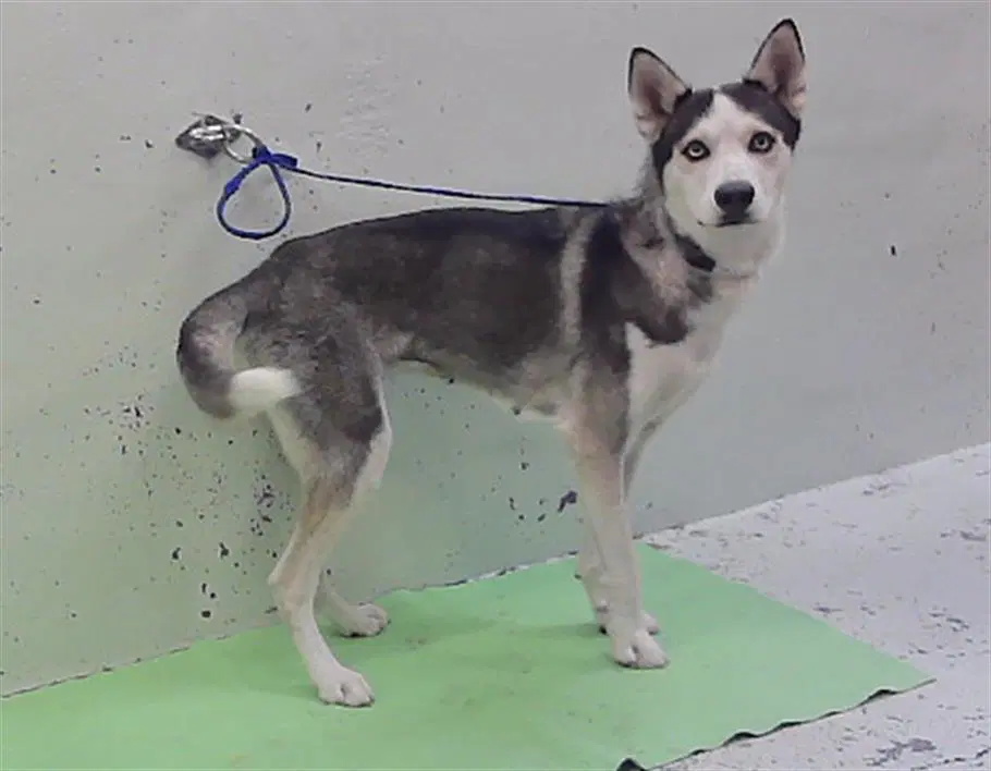 Mia - Siberian Husky