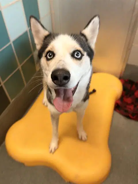 Mia - Siberian Husky