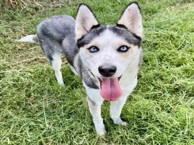 Mia - Siberian Husky