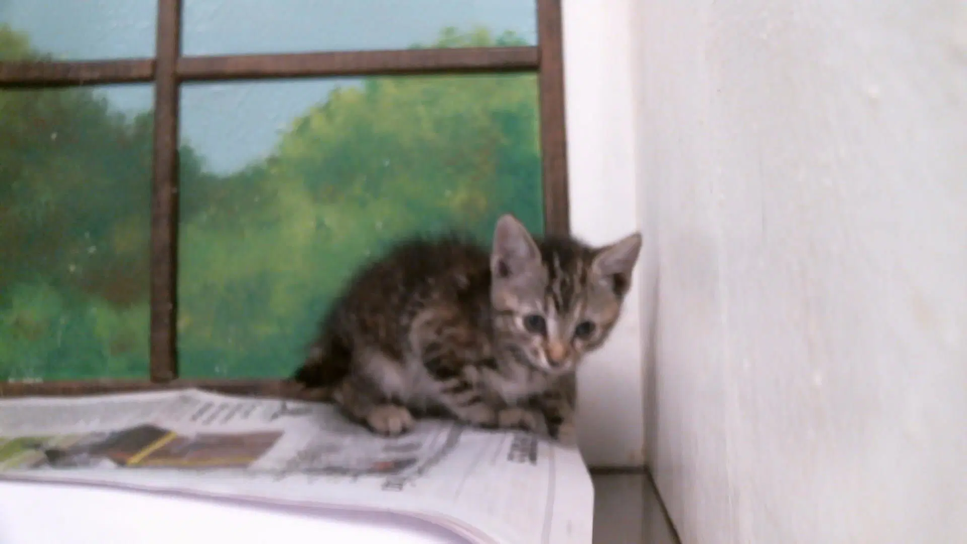 Unknown - Domestic Short Hair