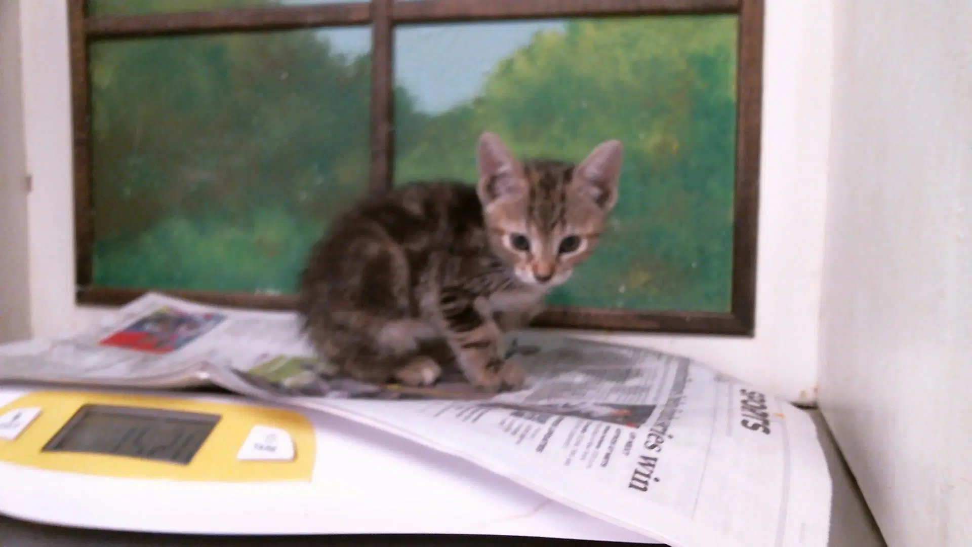 Unknown - Domestic Short Hair
