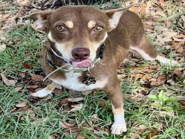 Coco - Chihuahua