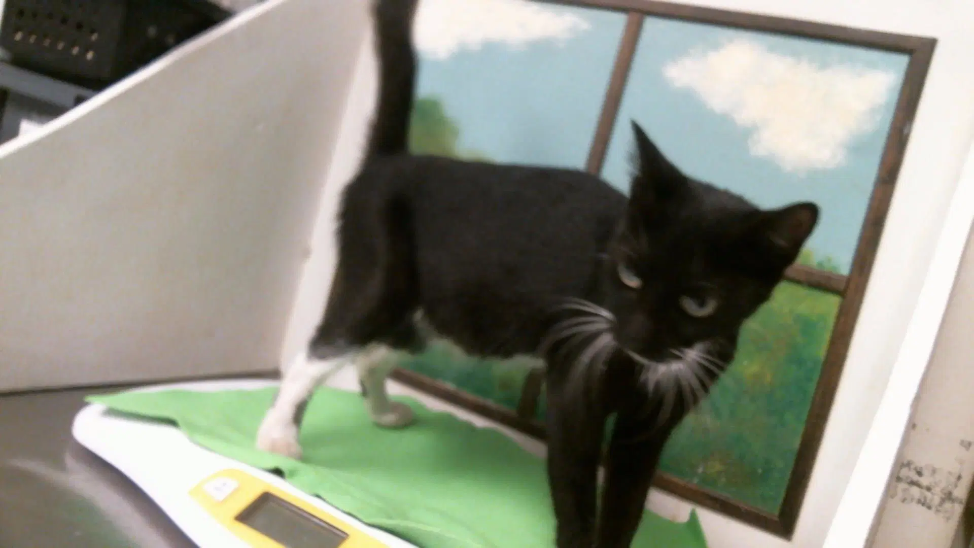 Kitty - Domestic Short Hair
