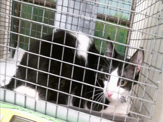 Kato - Domestic Short Hair