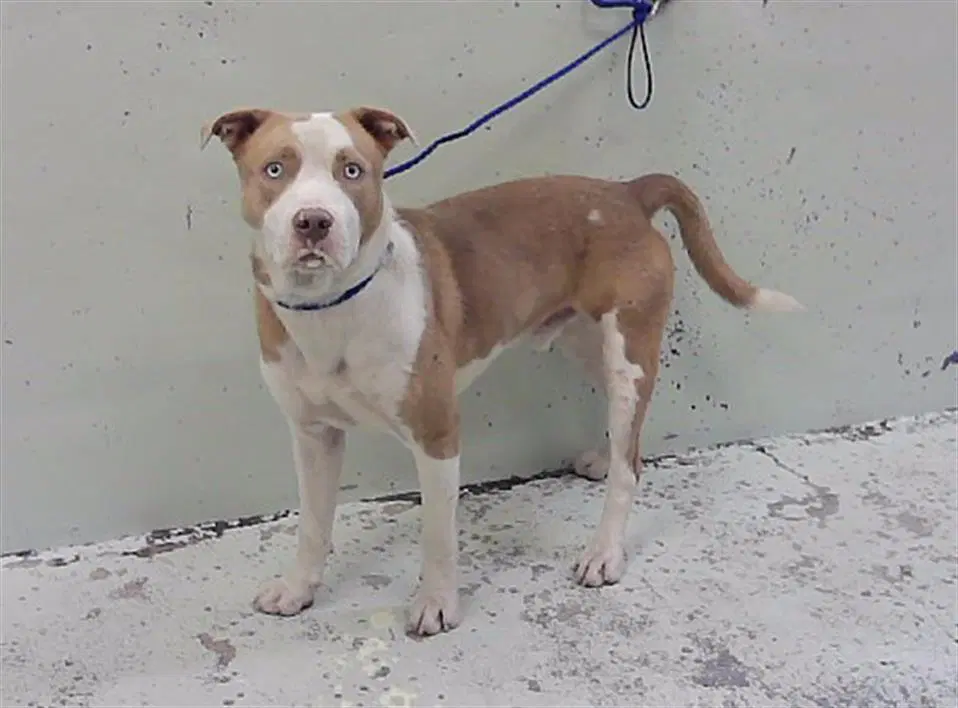 Davey - Staffordshire Bull Terrier