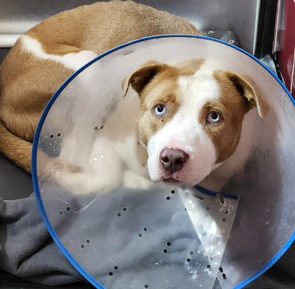 DAVEY, a dog for adoption from City of Houston, Bureau of Animal Regulation and Care