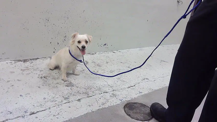 Unknown - Chihuahua