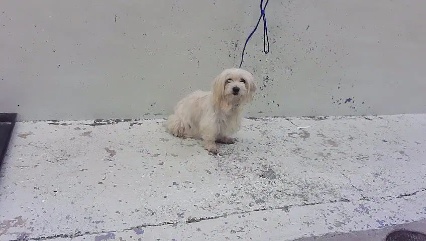 Unknown - Shih Tzu