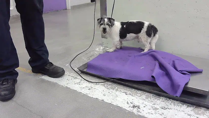 Unknown - Havanese