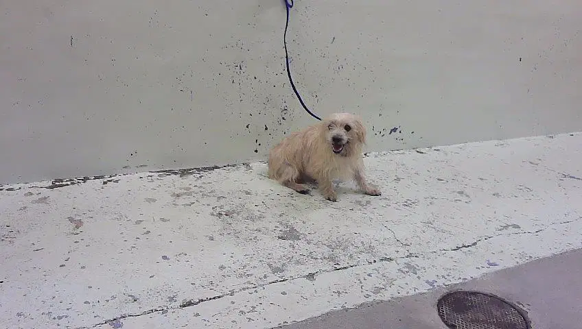 Unknown - Chihuahua
