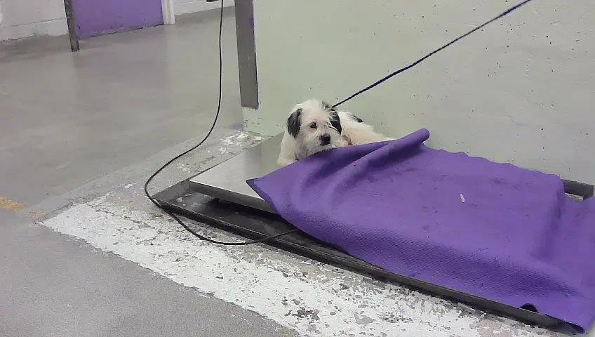 Unknown - Havanese
