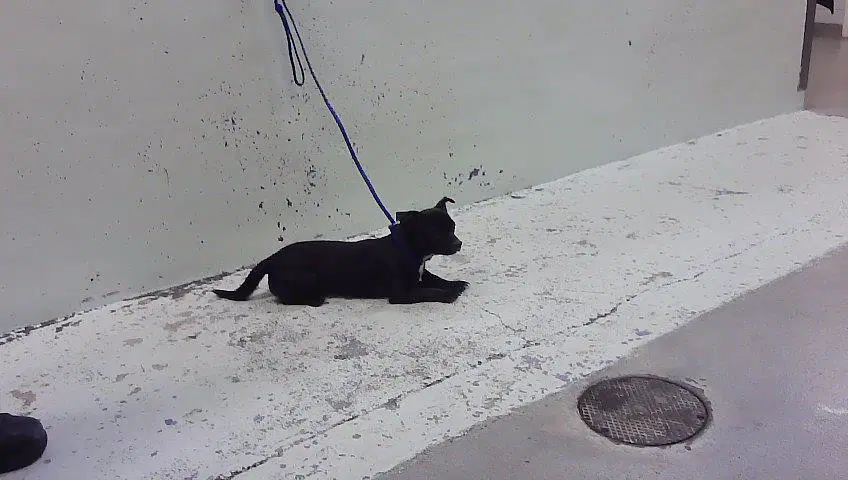 Unknown - Chihuahua