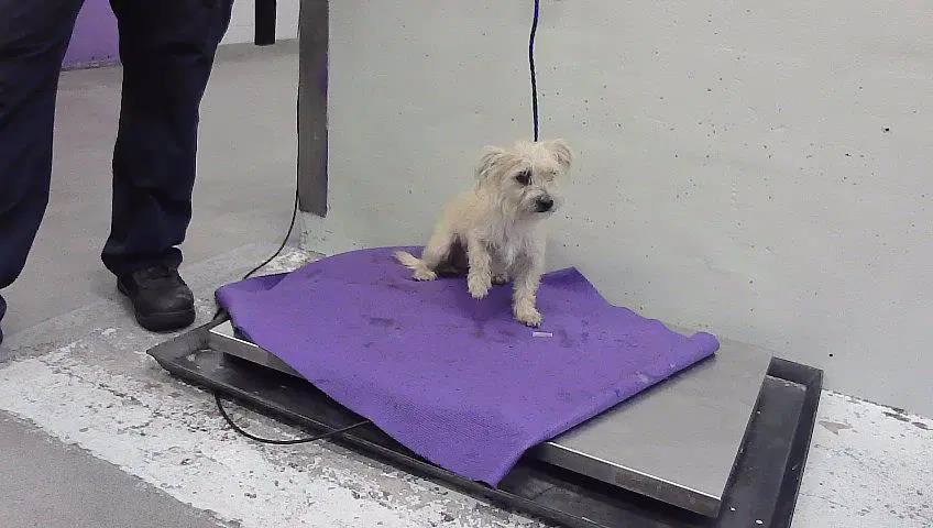 Unknown - Havanese