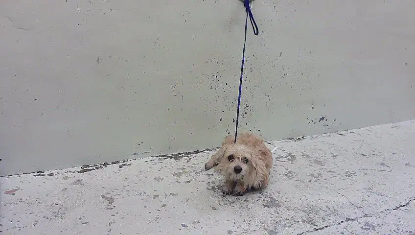 Unknown - Havanese