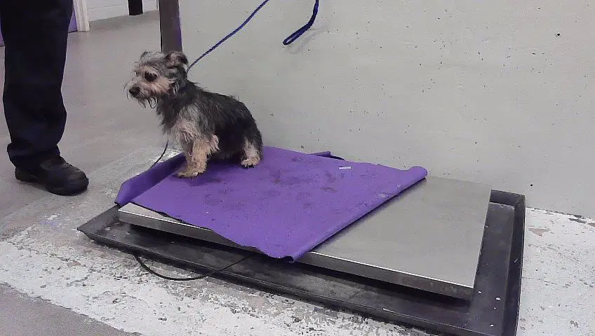 Unknown - Havanese
