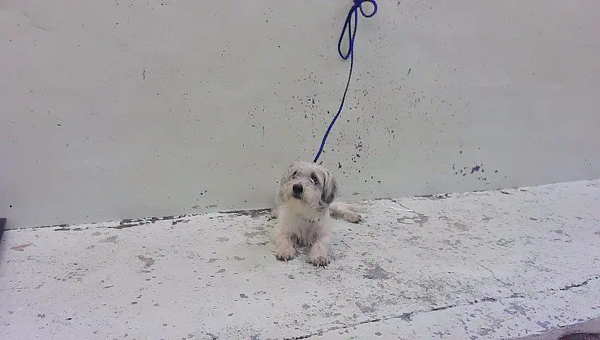 Unknown - Havanese