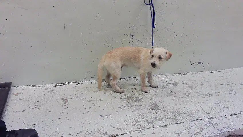 Unknown - Havanese