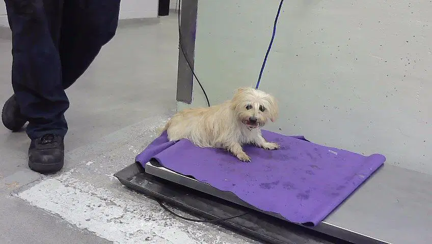 Unknown - Havanese