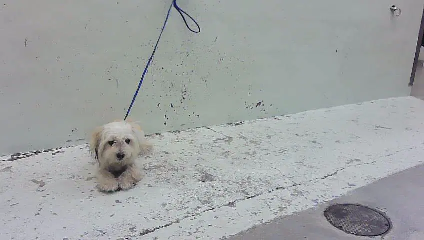Unknown - Havanese