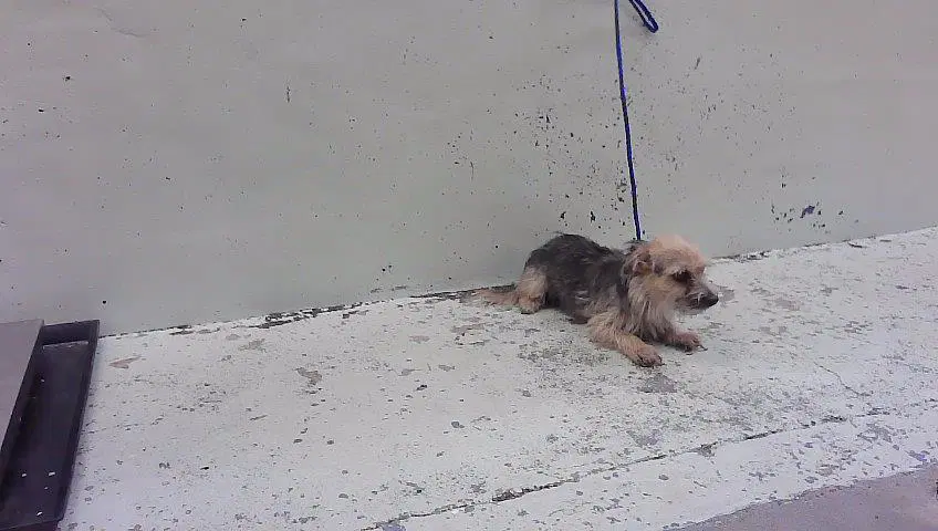 Unknown - Havanese