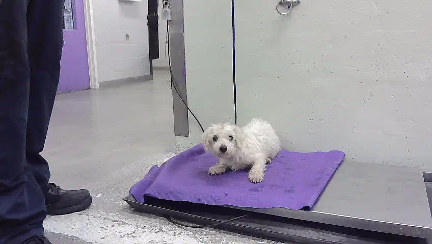 Unknown - Havanese