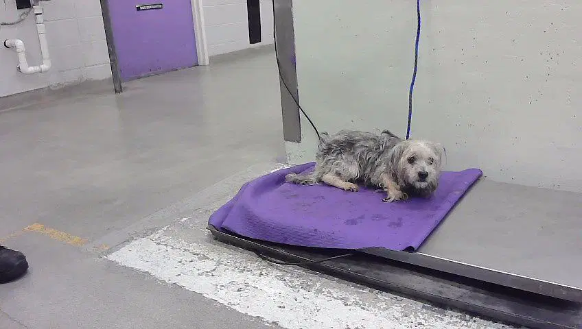 Unknown - Havanese