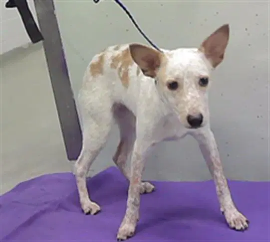 Dolly - Australian Cattle Dog/Blue Heeler