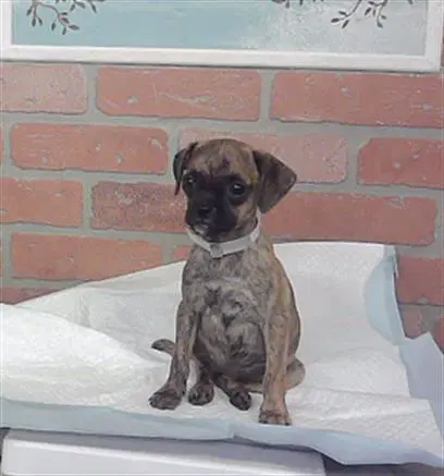 Unknown - Border Terrier