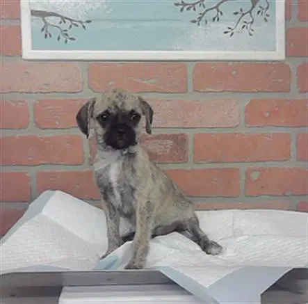 Unknown - Border Terrier