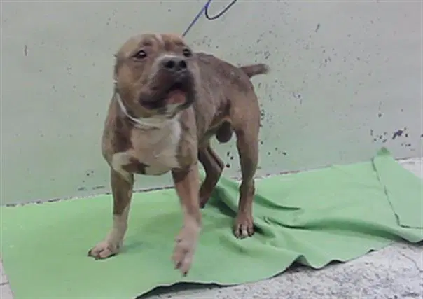 Kyng - Staffordshire Bull Terrier