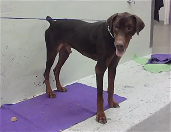 Knight - Doberman Pinscher