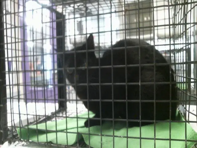 Sophie - Domestic Short Hair