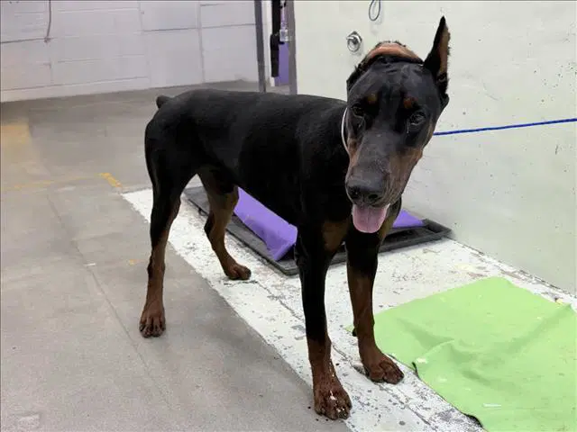 Kodak - Doberman Pinscher