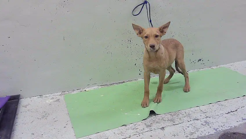 Unknown - Labrador Retriever