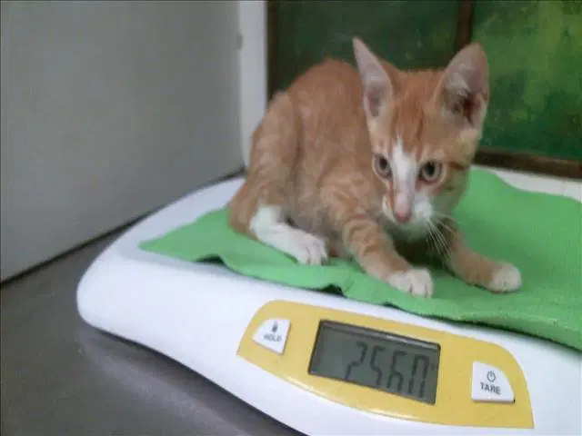 Unknown - Domestic Short Hair