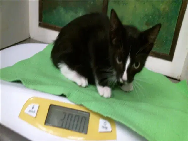 Unknown - Domestic Short Hair